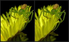 Diaea dorsata 3D