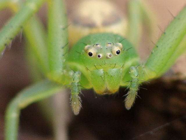 Diaea dorsata