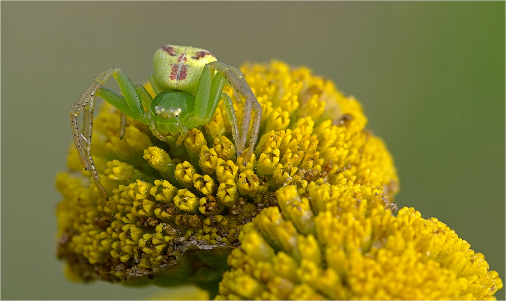 Diaea dorsata - Grüne Krabbenspinne