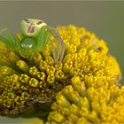 Diaea dorsata - Grüne Krabbenspinne