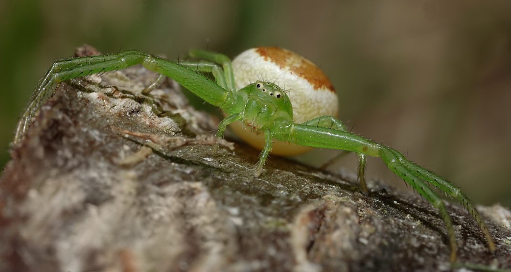 Diaea dorsata- Portrait