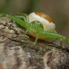 Diaea dorsata- Portrait