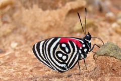 Diaethria candrena