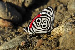 Diaethria clymena