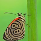 Diaethria clymena #4