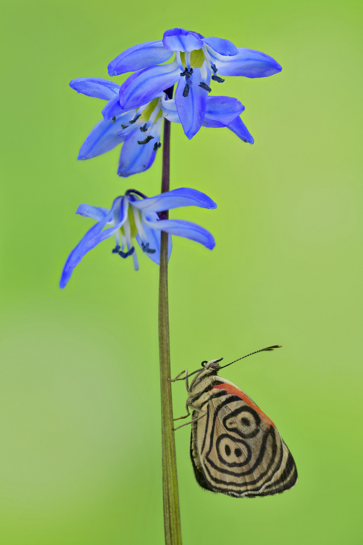 Diaethria clymena #6