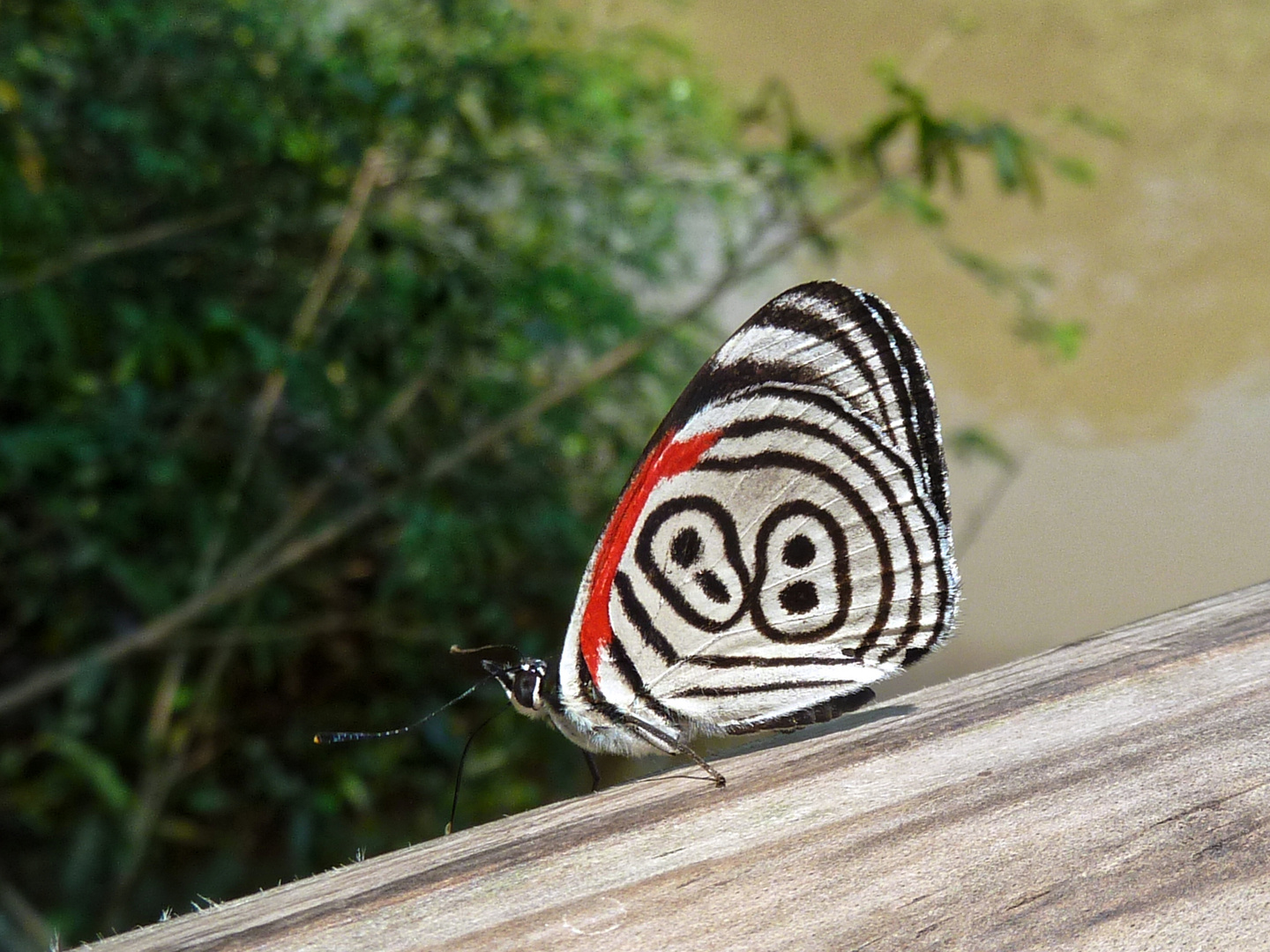 Diaethria clymena