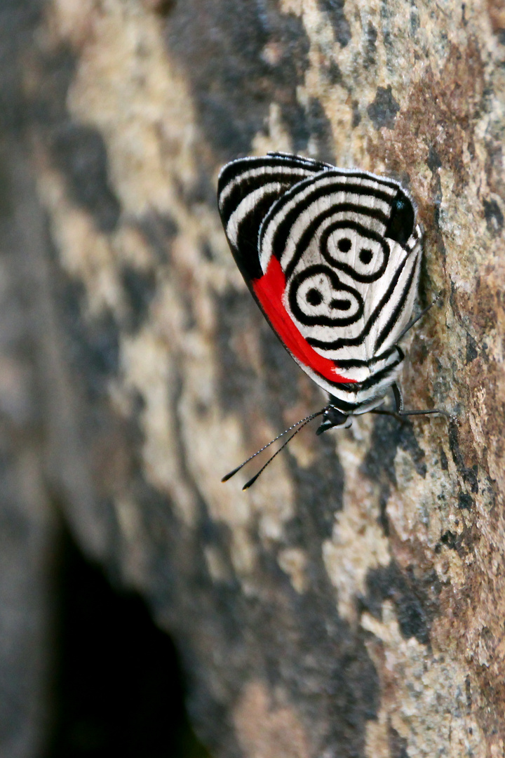 Diaethria clymena (Cramer's Eighty-eight)