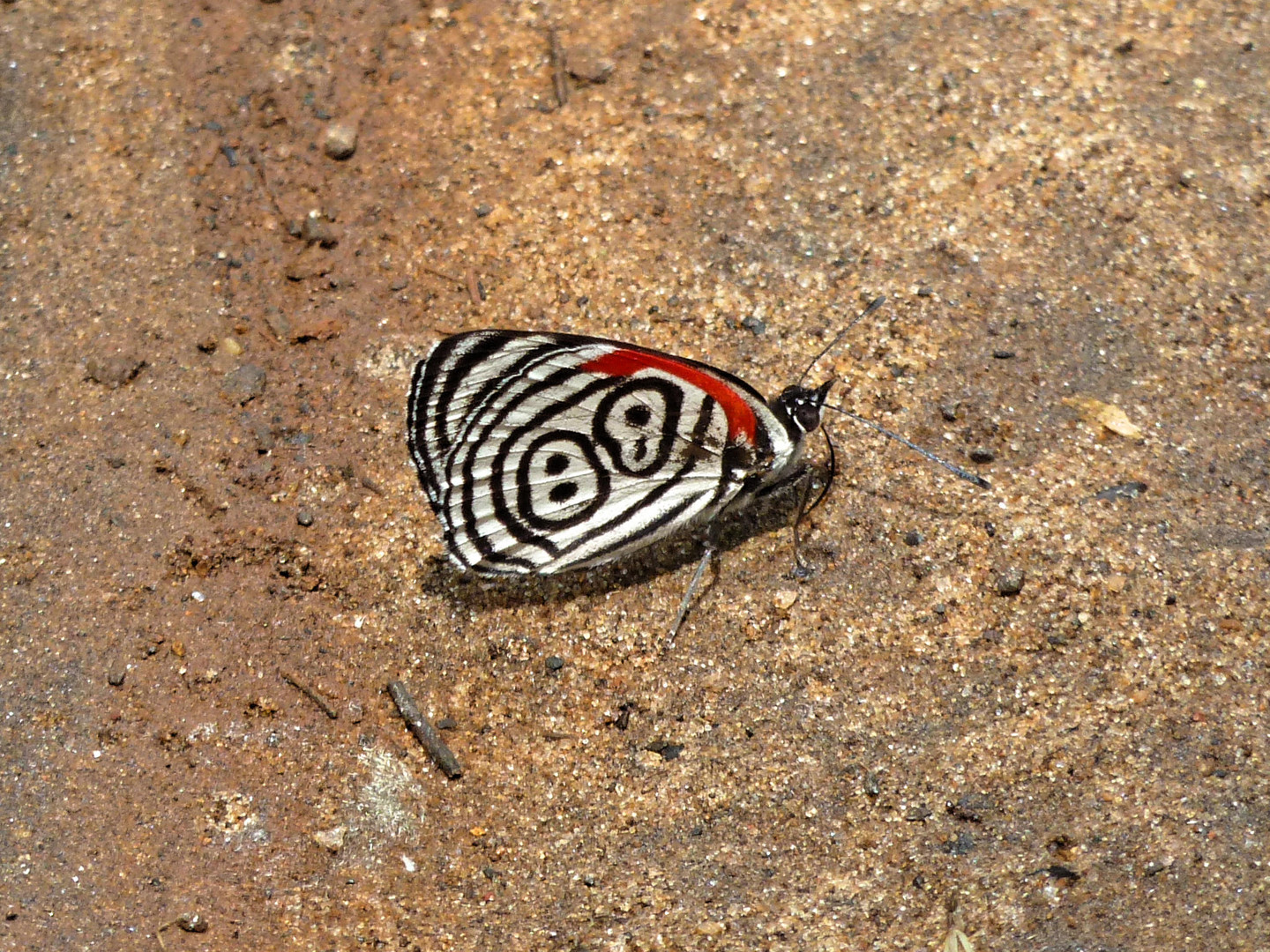 Diaethria sp.