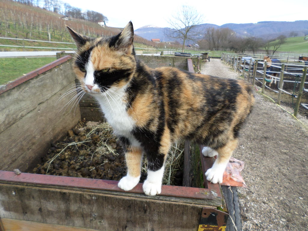 Diätkatze aufem Mistwagen