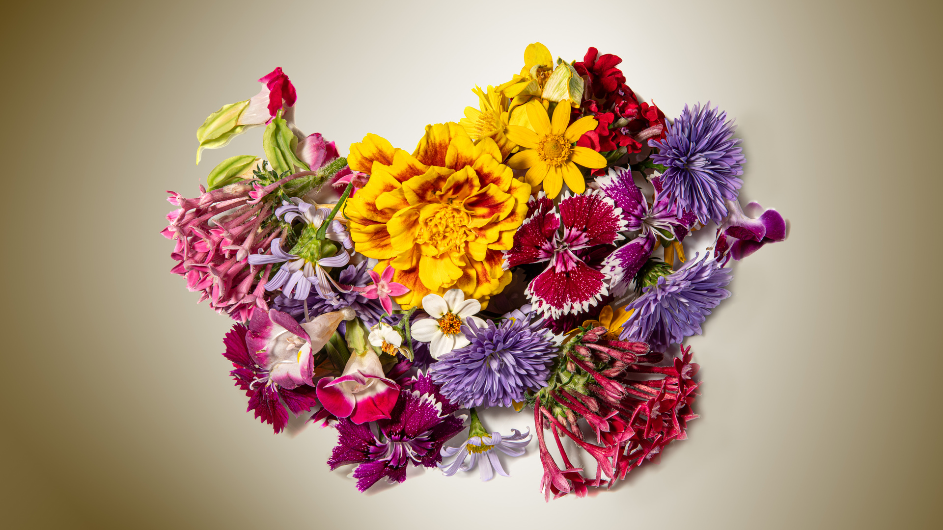 Diätteller am Mittwoch: assiette de fleurs mélangées sur rien