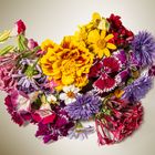 Diätteller am Mittwoch: assiette de fleurs mélangées sur rien