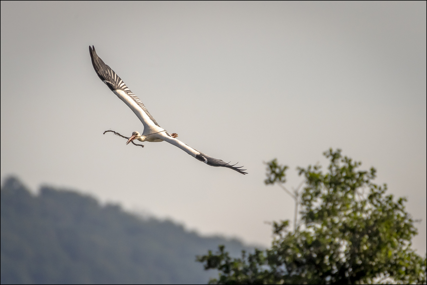 Diagonale... Foto & Bild natur, tiere, vögel Bilder auf