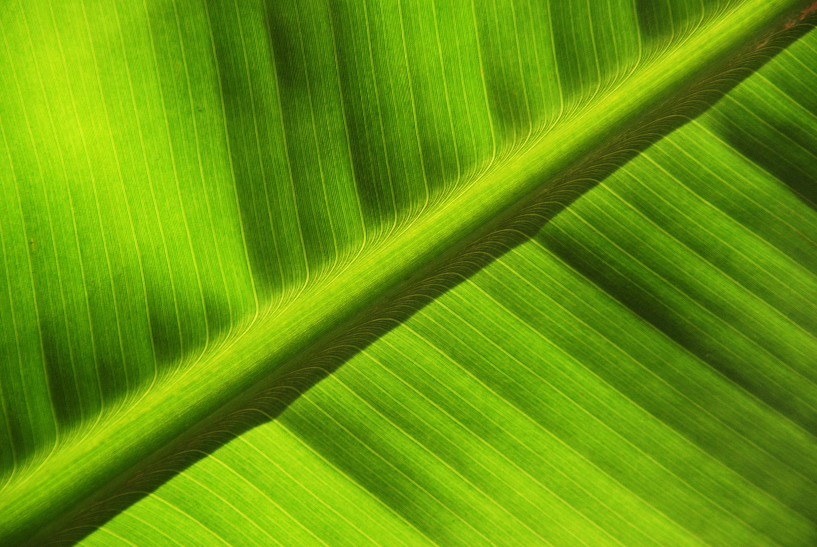 Diagonale Foto & Bild pflanzen, pilze & flechten, natur Bilder auf