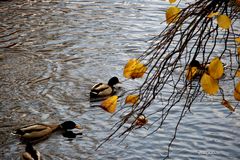 Diagonale de canards 