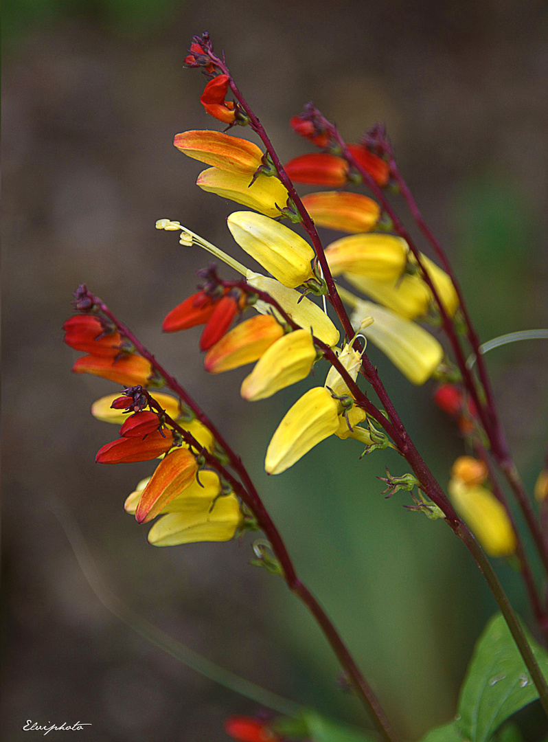 Diagonale de fleurs