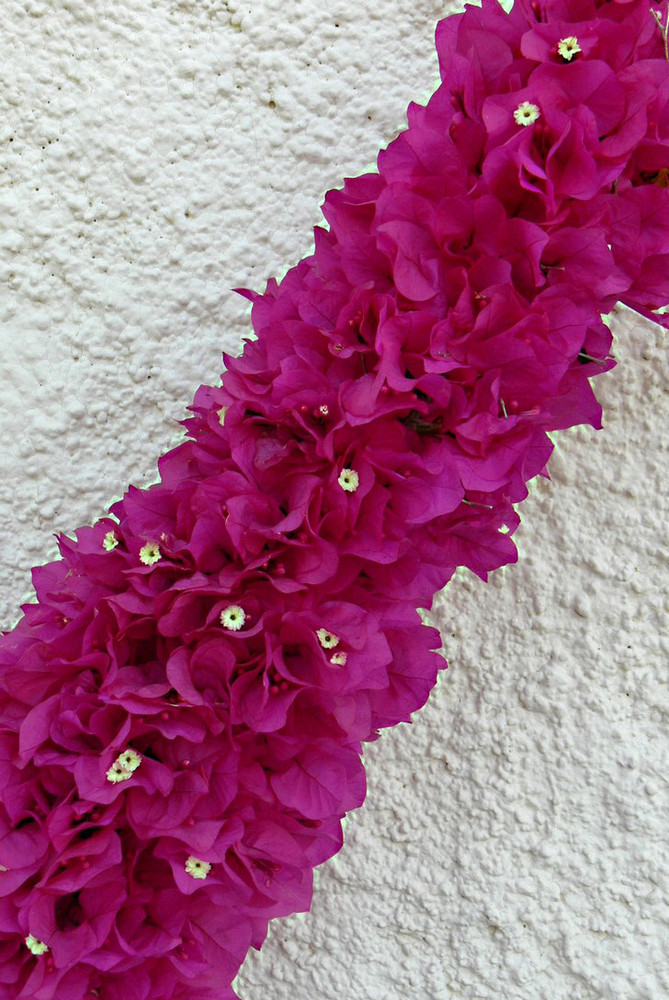 diagonale fleurie