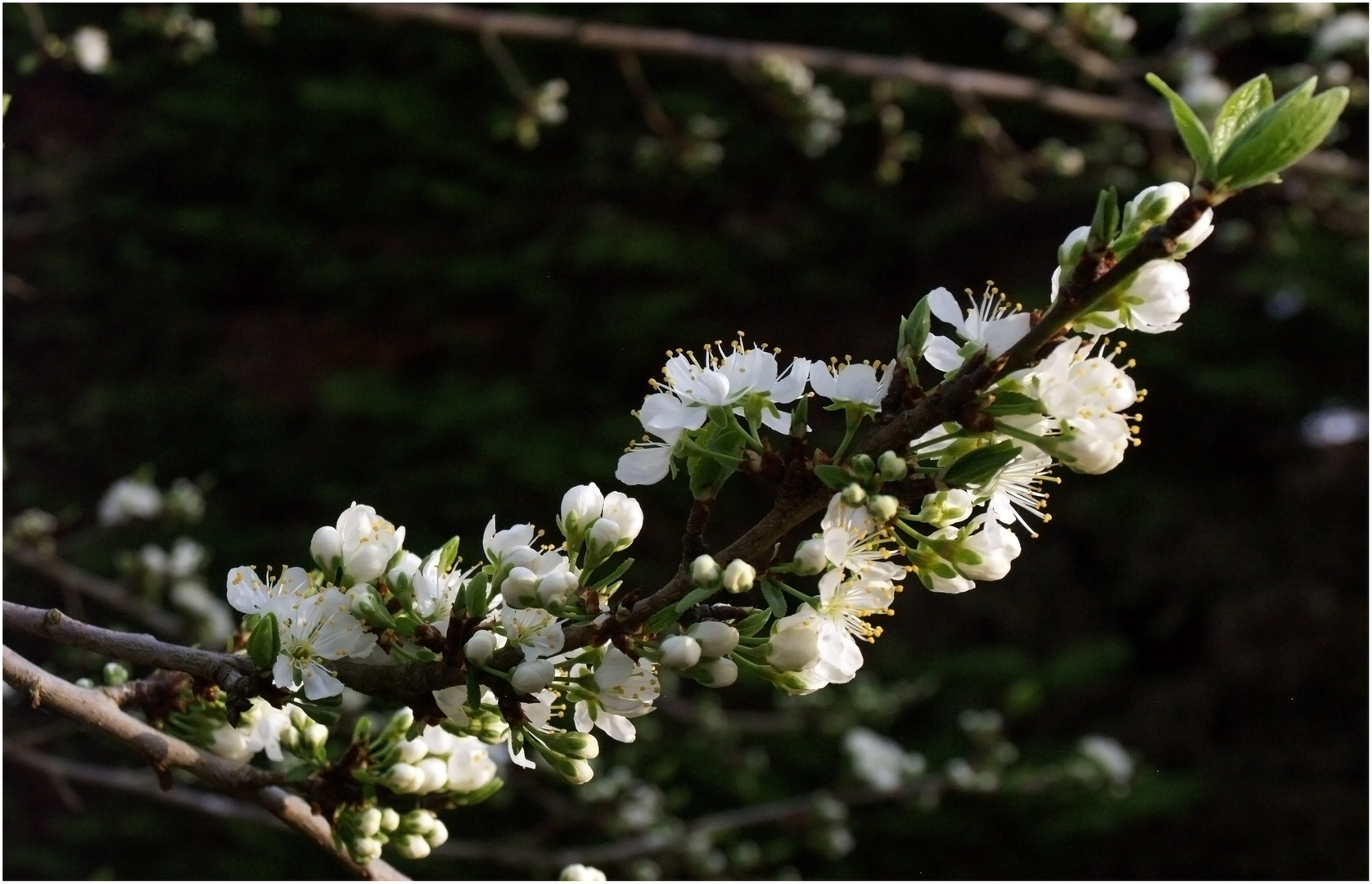 Diagonale fleurie