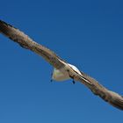 diagonale Möwe von hinten vor blauem Himmel