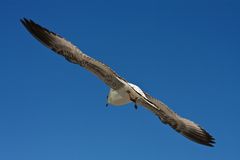 diagonale Möwe von hinten vor blauem Himmel