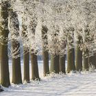 Diagonale Winterbäume