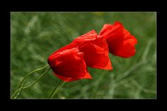 diagonaler Mohn