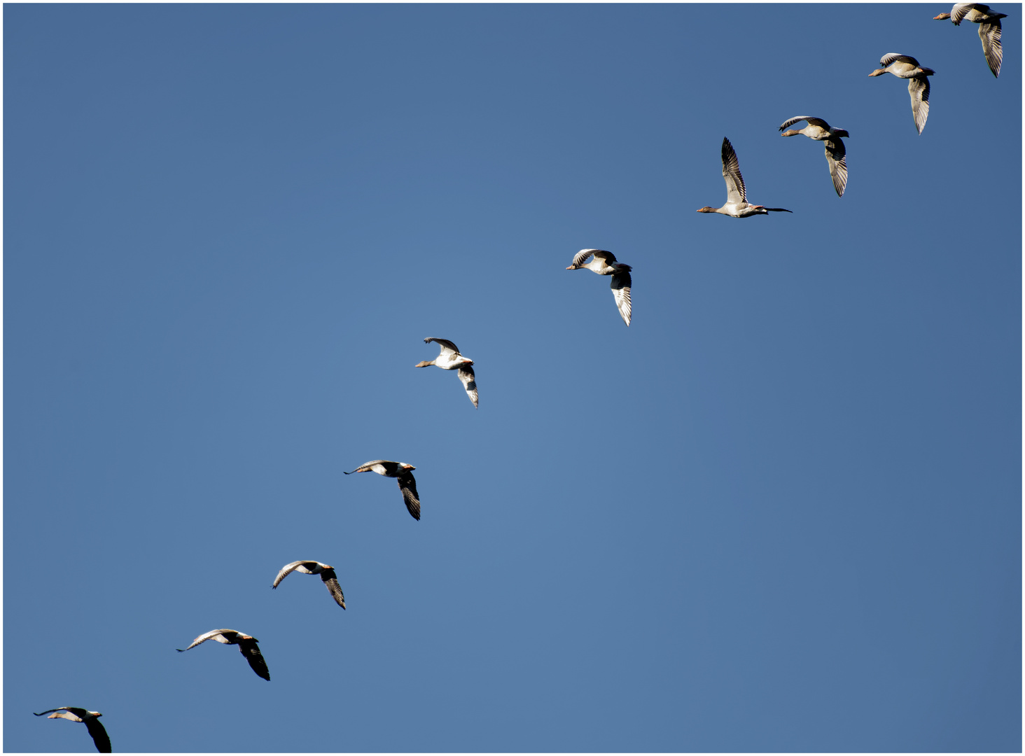 Diagonalflug der Graugänse mit Bewegungsstudie