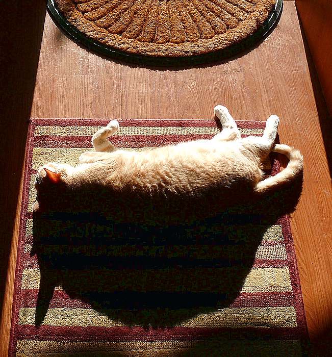 "Diagram of Feline Eclipse"