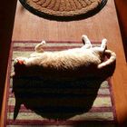 "Diagram of Feline Eclipse"