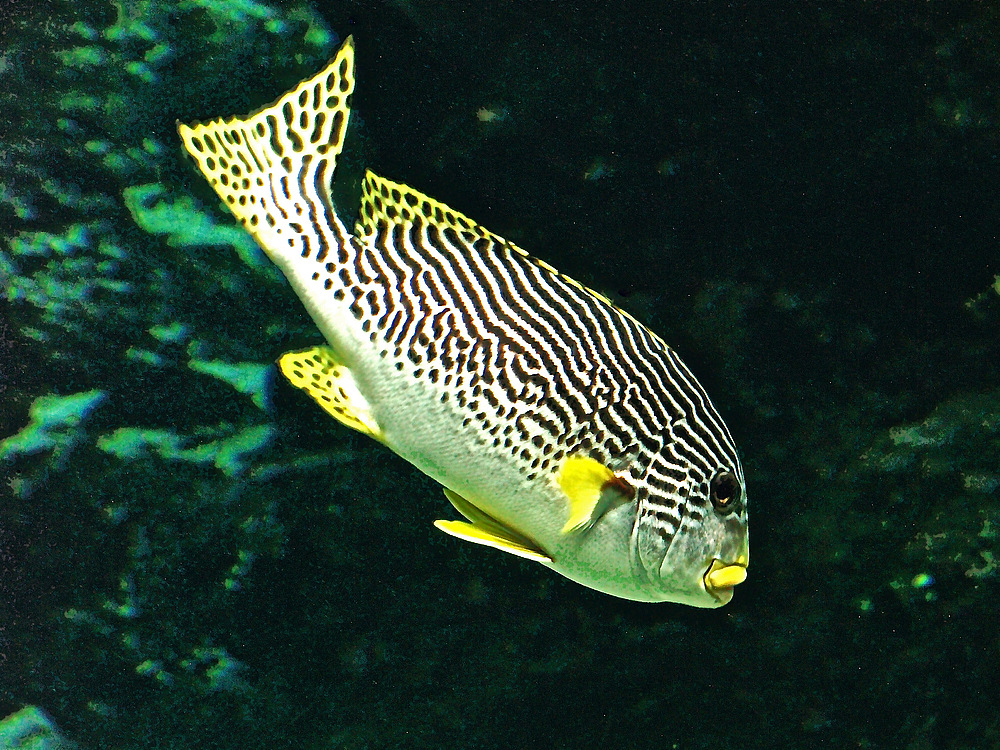 Diagramme à bandes diagonales (Plectorhinchus lineatus) -  Aquarium des lagons, Nouméa.