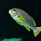 Diagramme à bandes diagonales -- Plectorhinchus lineatus- Aquarium des lagons, Nouméa