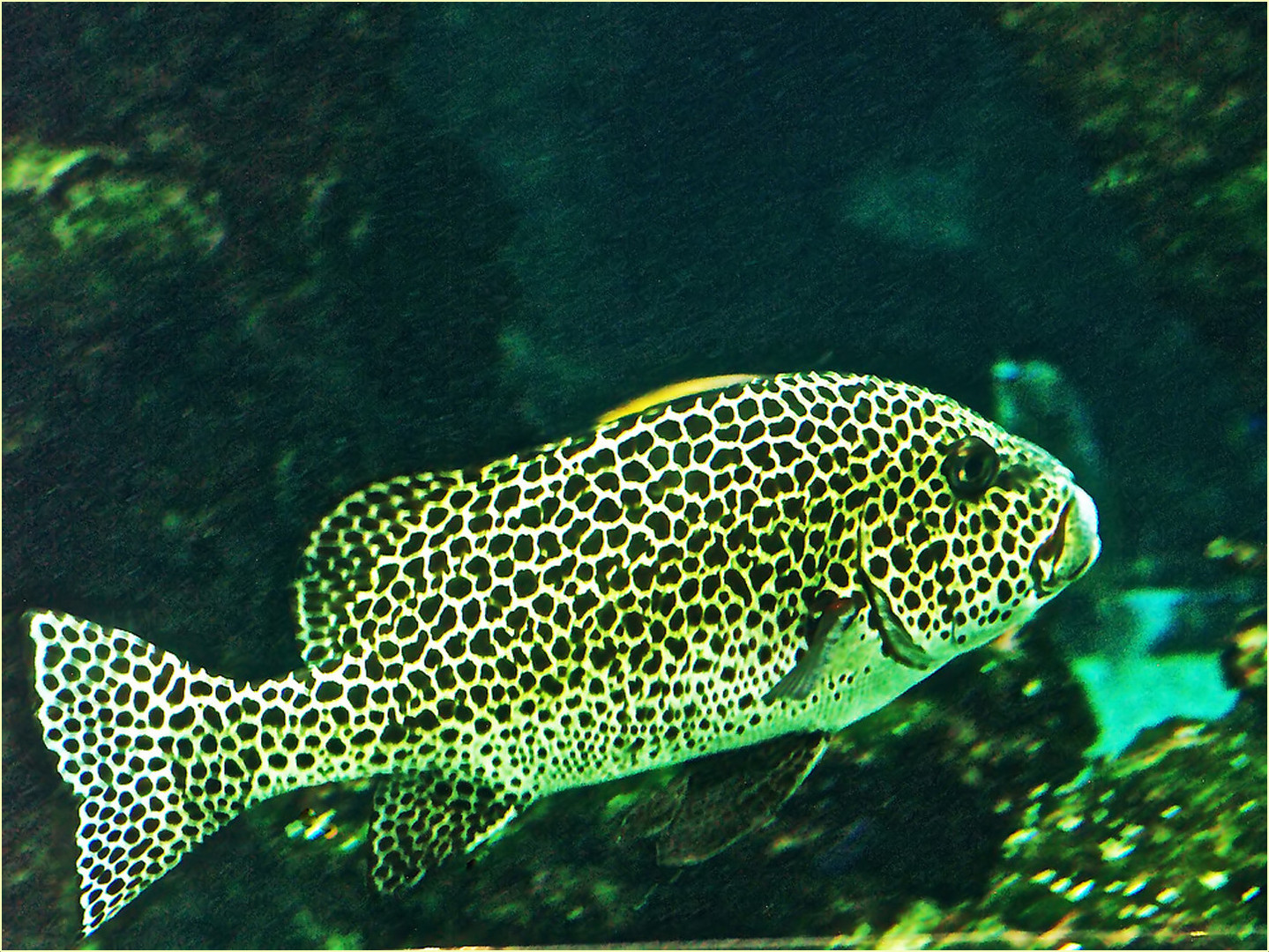 Diagramme Harlequin  --  Plectorhinchus chaetodonoides  --  Harlekin-Süßlippe