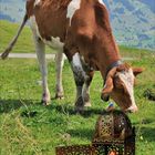 dialog auf der alm