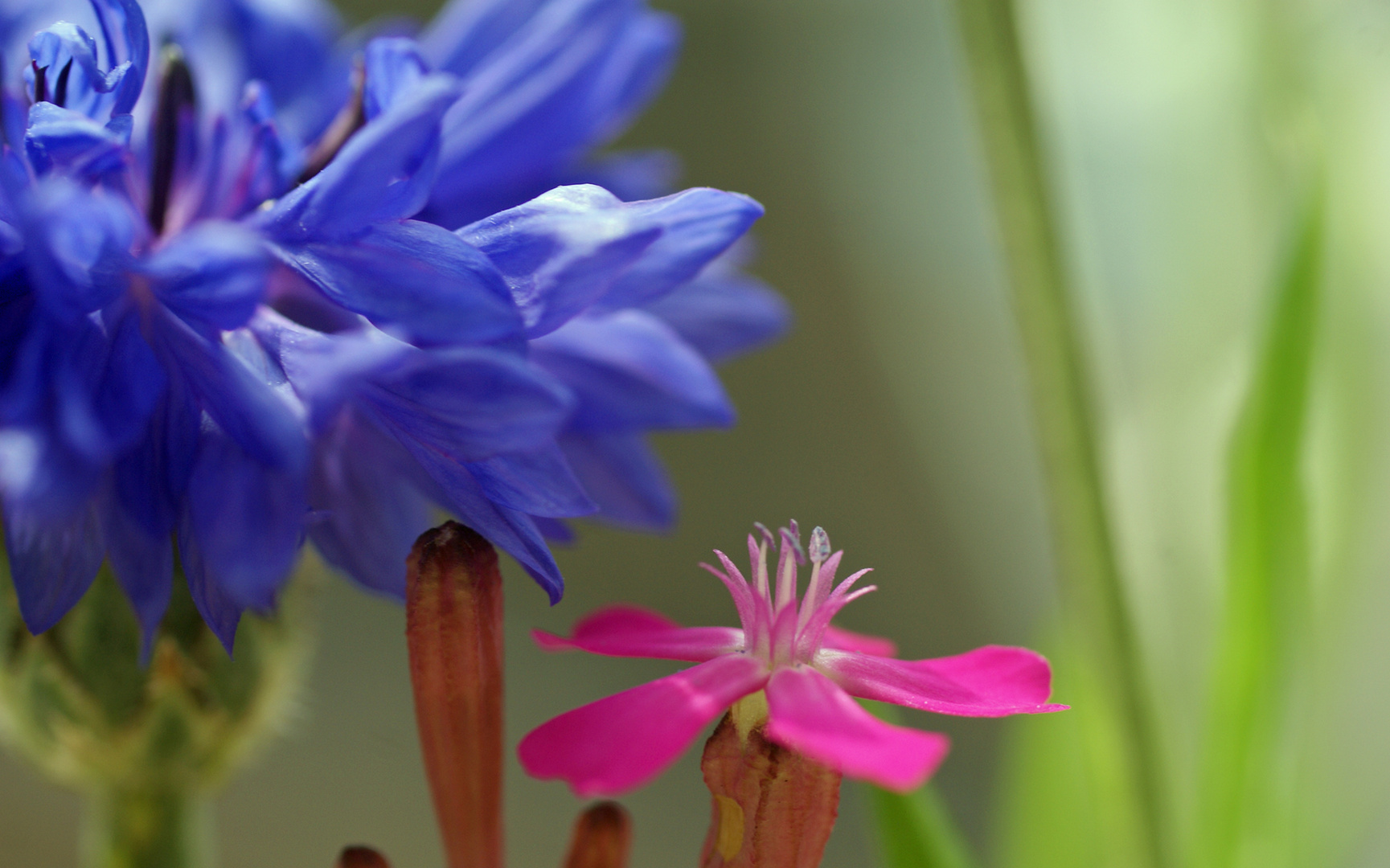 Dialog der Blüten