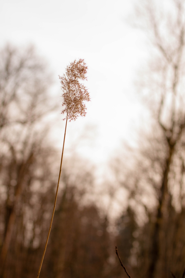 Dialog der Natur