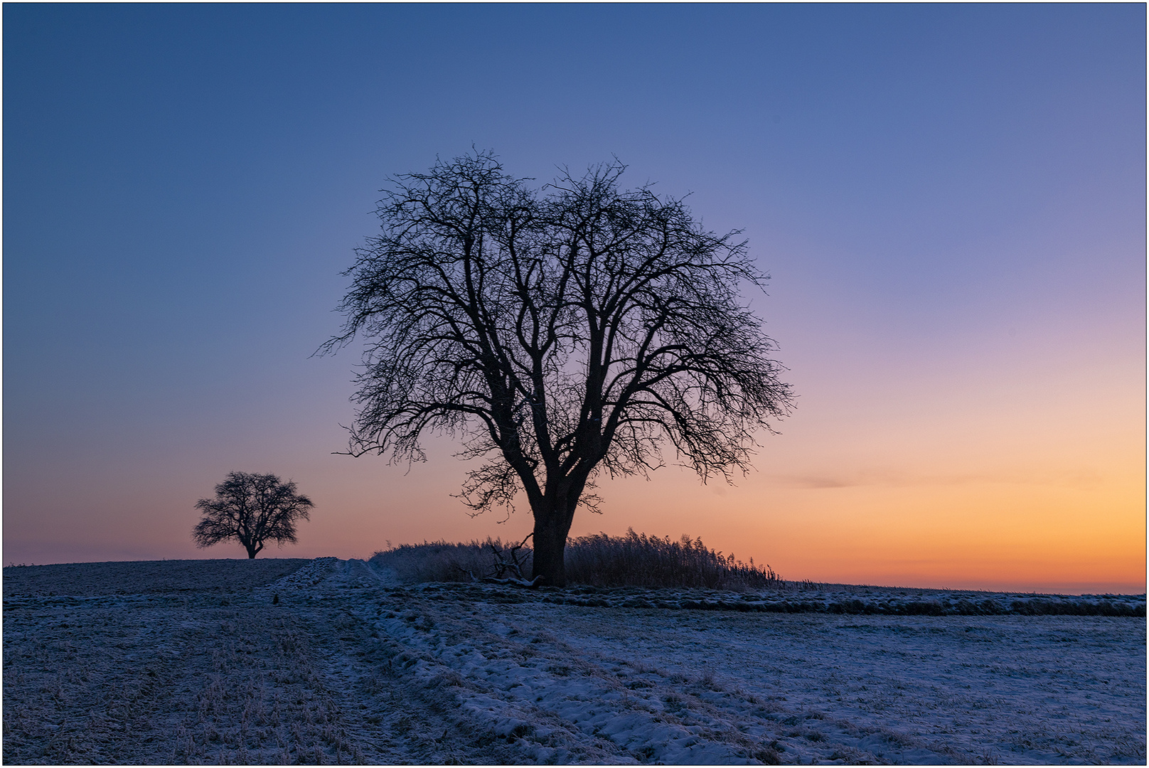 Dialog der Winterbäume