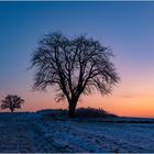 Dialog der Winterbäume