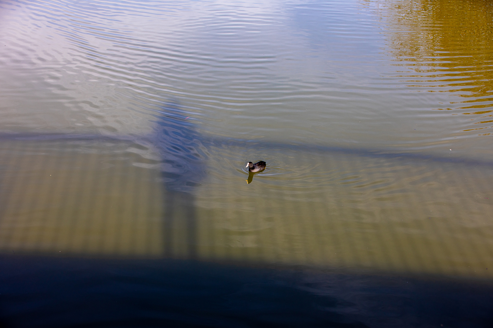 Dialog mit einer Ente