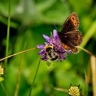 Dialog von Schmetterling an Hummel