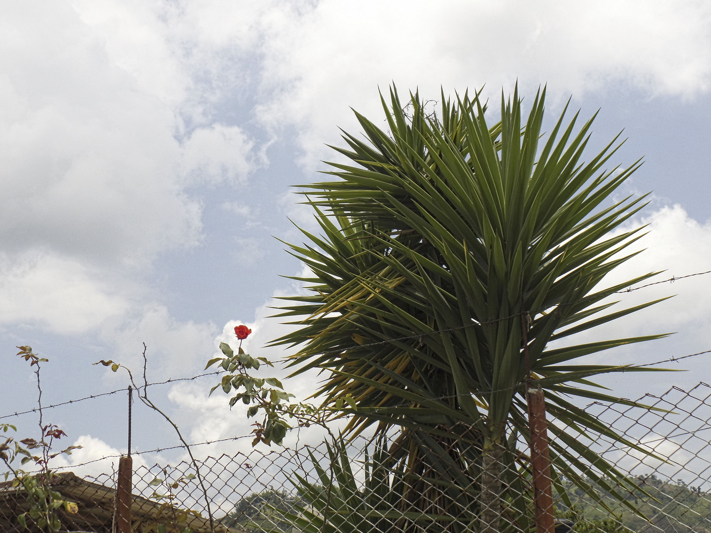 Dialogo de una rosa y una palma