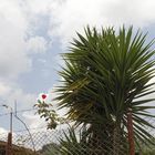 Dialogo de una rosa y una palma