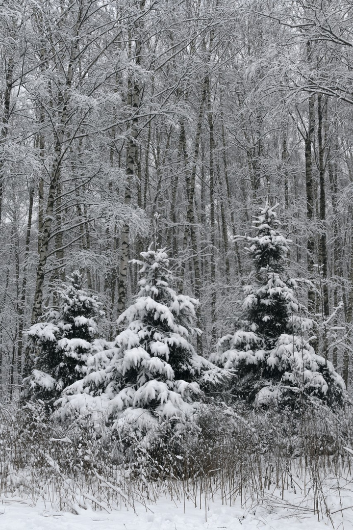 "dialogue at the christmas tree" 