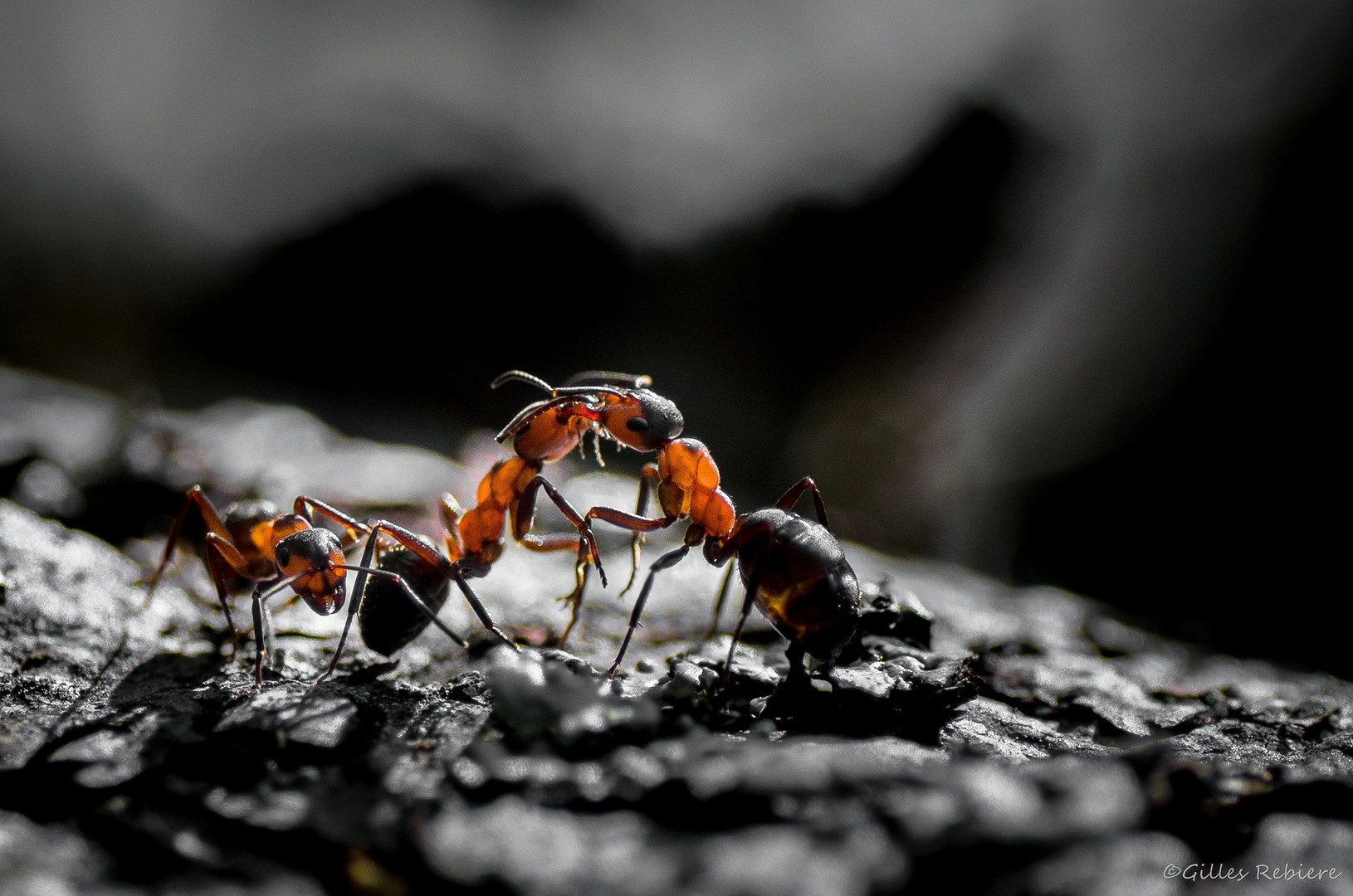 Dialogue de fourmis ..