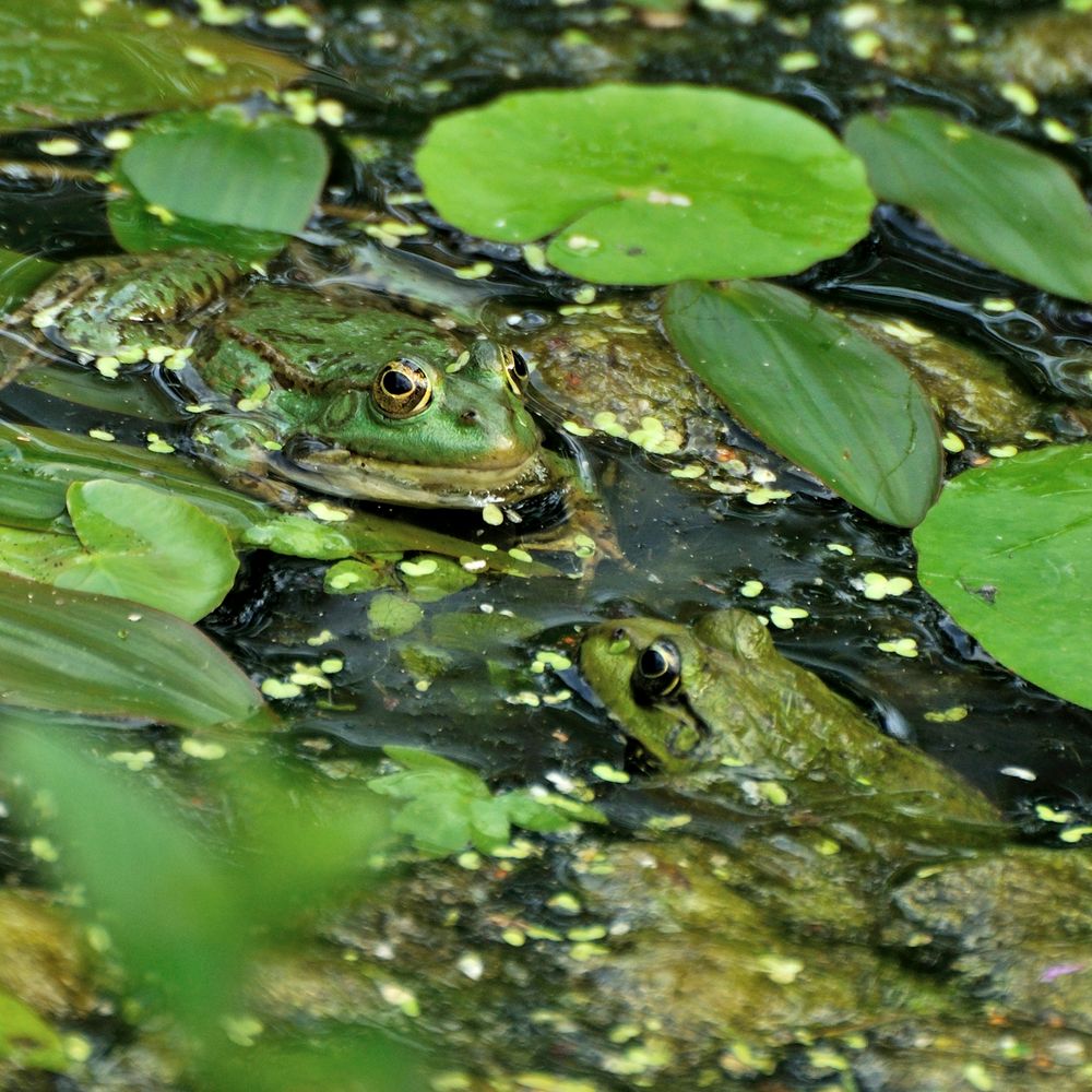 Dialogue de grenouilles...