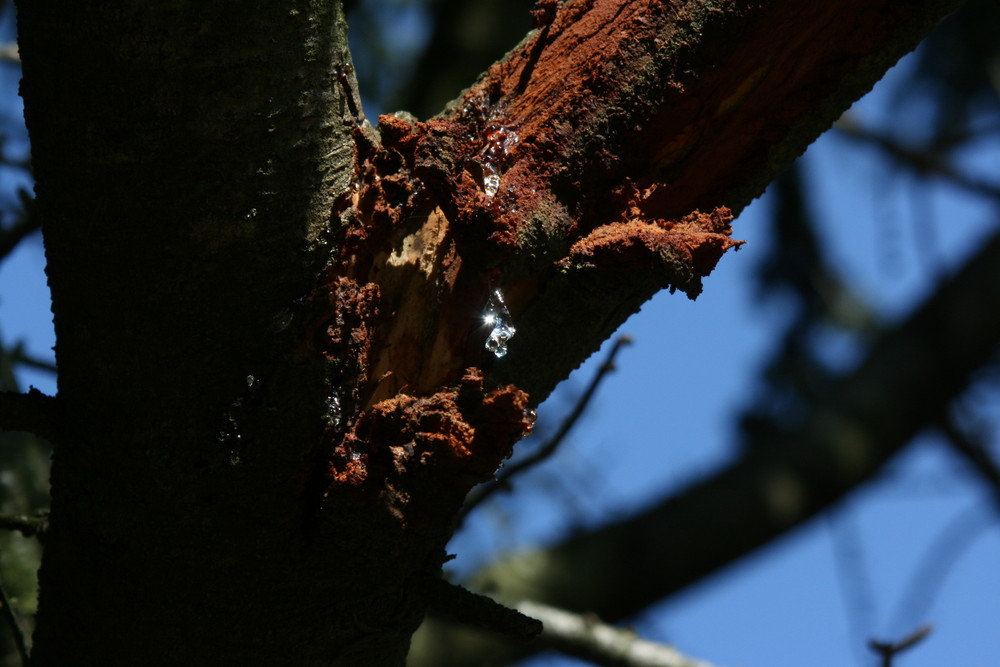 Diamant Arboricole