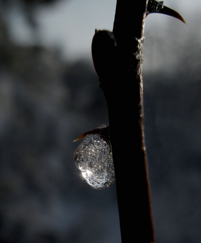 Diamant in meinem Garten