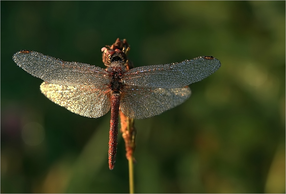 "Diamant" libelle