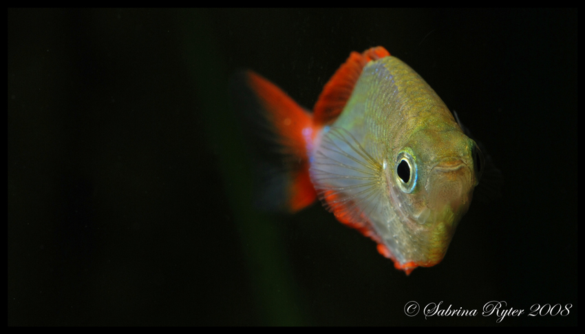 Diamant-Regenbogenfisch