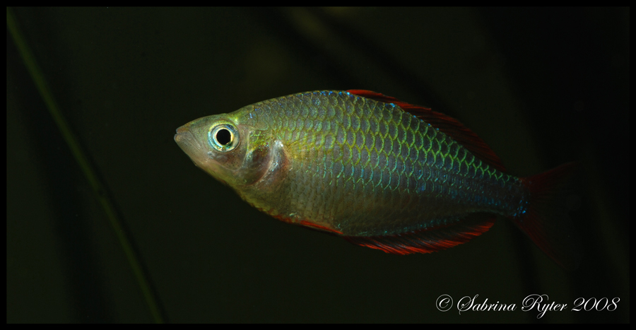 Diamant-Regenbogenfisch II