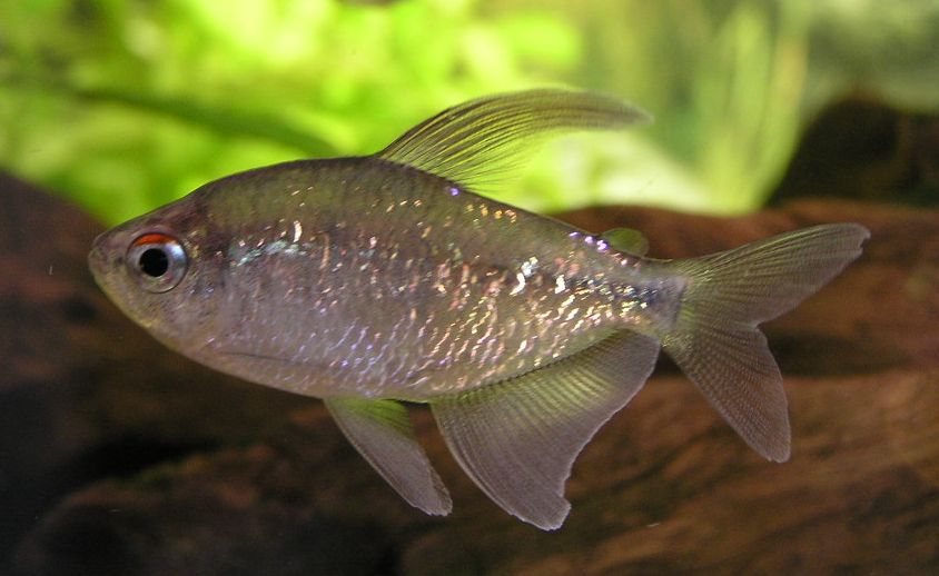 Diamant Tetra